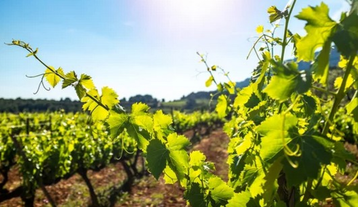 Vitigni resistenti alle malattie fungine: utili per la sostenibilità