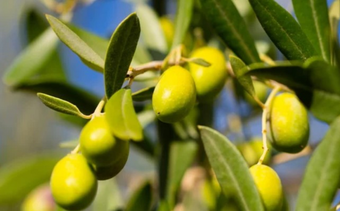 Il ruolo delle riserve di carboidrati nell'alternanza di produzione dell'olivo