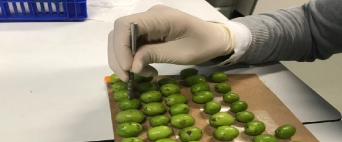 Un nuovo metodo per rilevare la lebbra dell'olivo in campo prima che si manifestino i sintomi
