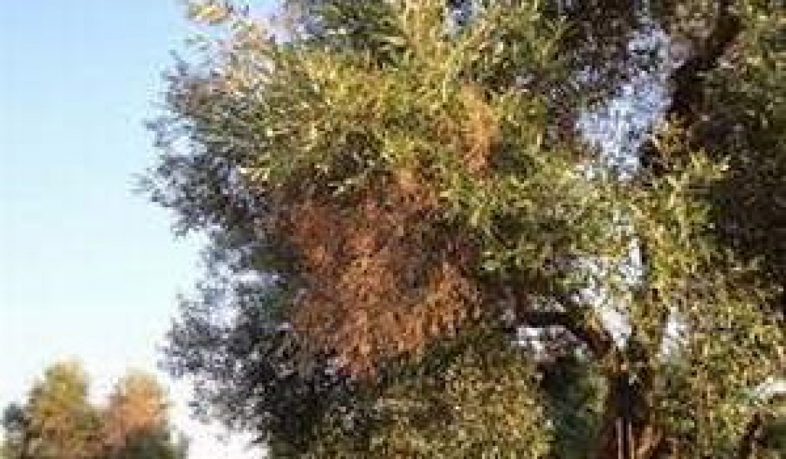 Indenne da Xylella fastidiosa l'agro di Canosa