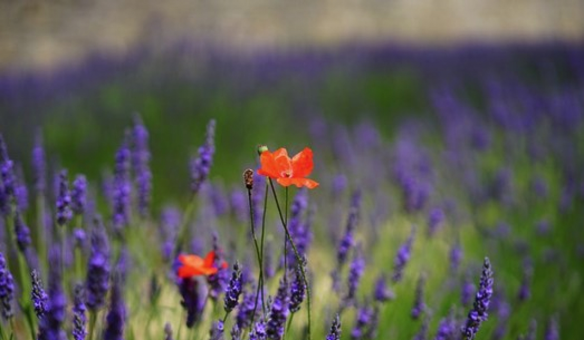 Decreto sulle piante officinali approvato dalla Conferenza Stato-Regioni