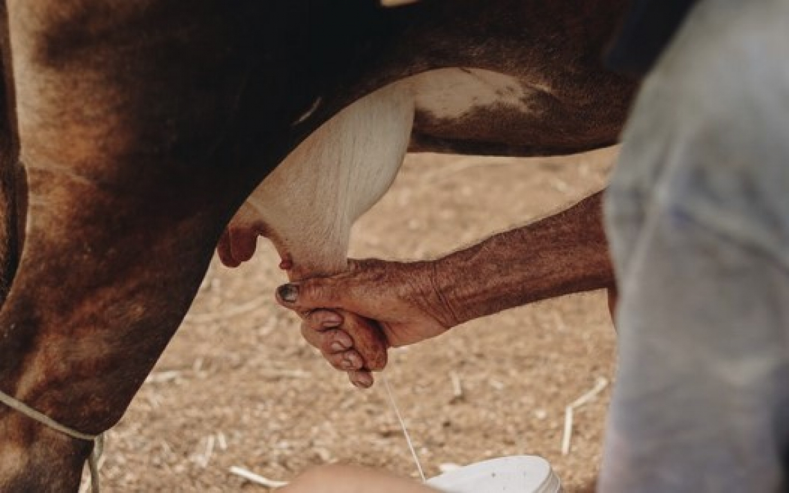 Quote latte: gli allevatori italiani avevano ragione