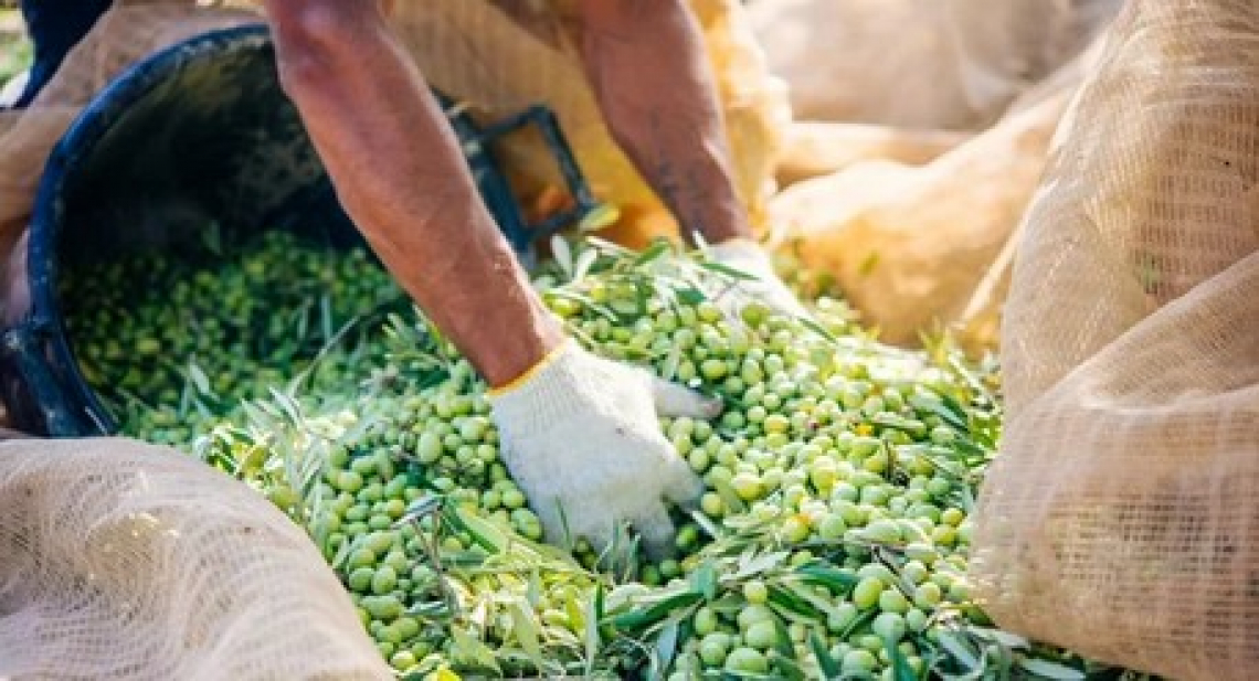 L'olivicoltura pugliese è alla frutta