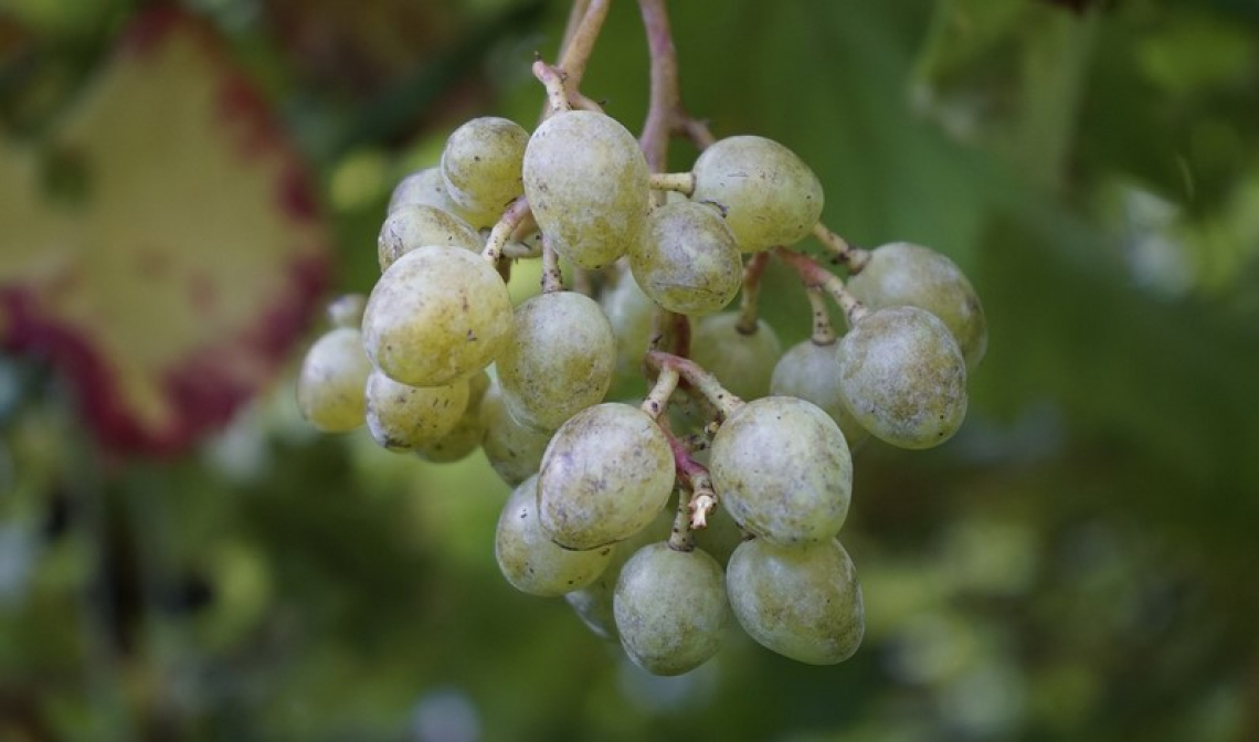 Ridurre l'applicazione di fungicidi sistemici contro la peronospora della vite grazie agli oli essenziali