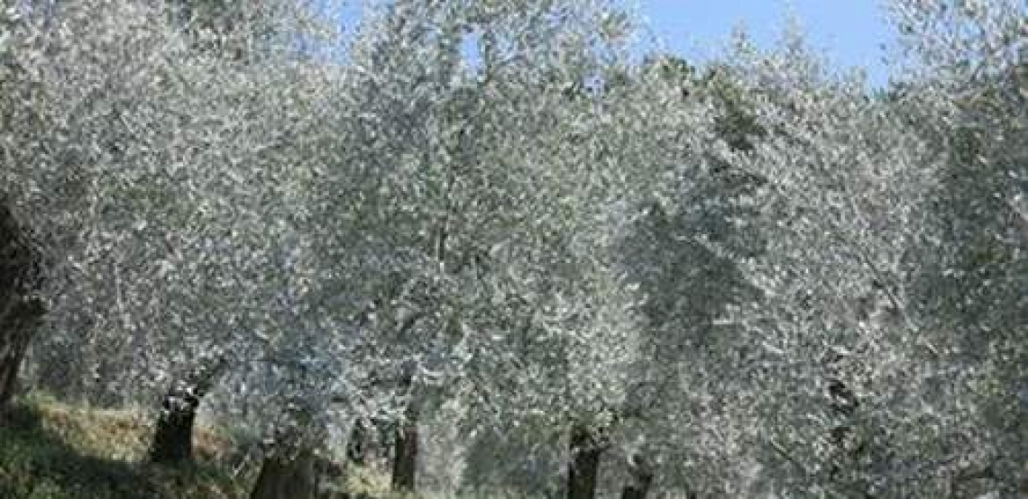 Il Lato Oscuro Del Caolino Nella Lotta Contro La Mosca Delle Olive
