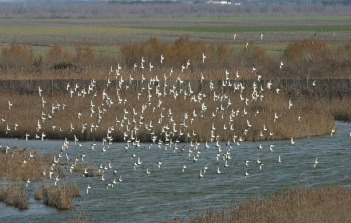 Lo spettacolo delle oche grigie a Vallevecchia