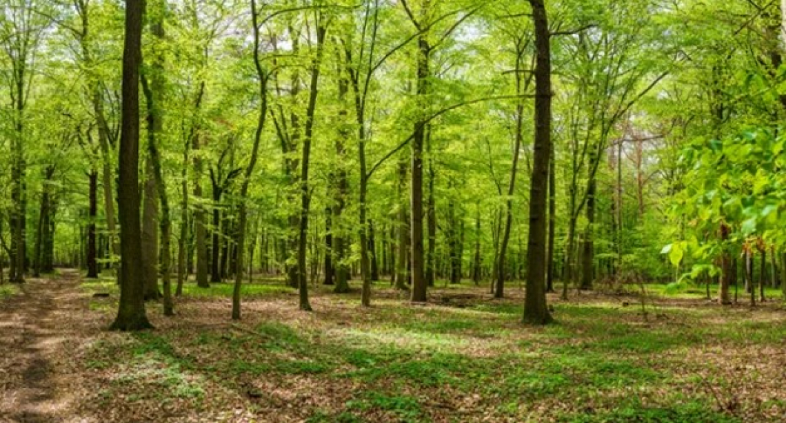 Varato un piano ventennale per le foreste italiane