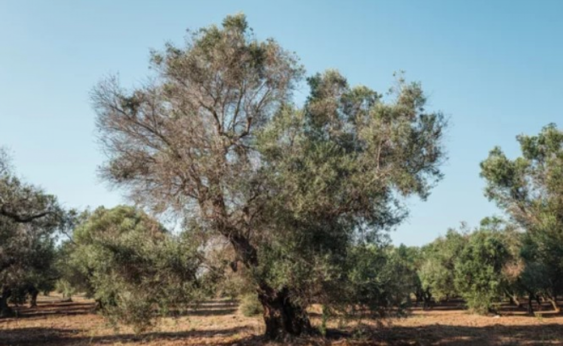 Un nuovo fungo colpisce gli olivi salentini: sintomi  simili a quelli di Xylella fastidiosa
