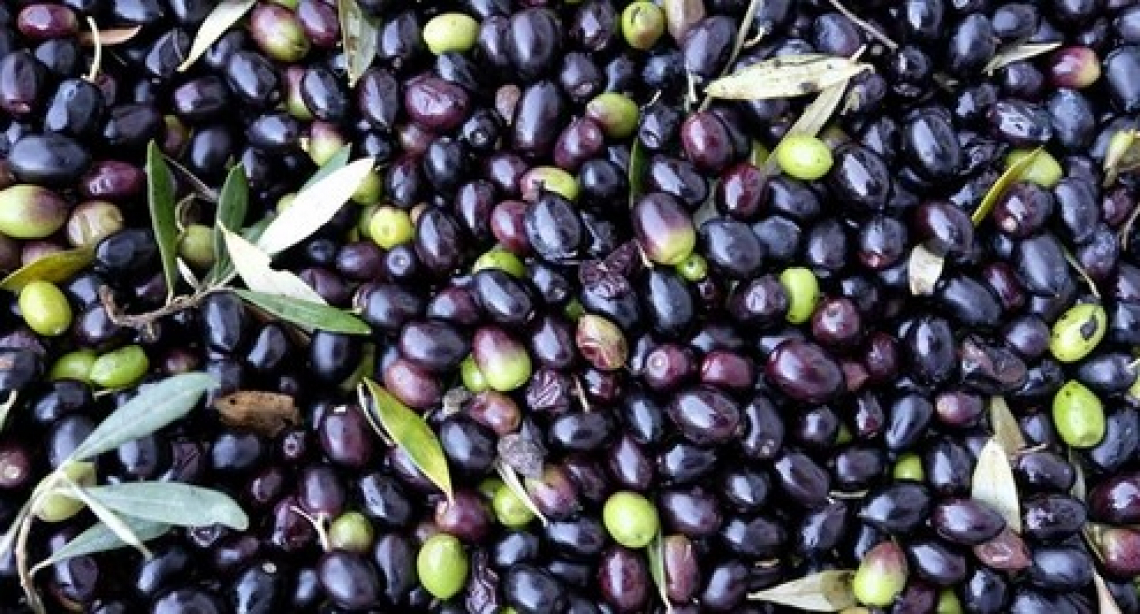 L'impatto del gelo sulle caratteristiche sulla morfologia, la composizione e l'attività antiossidante delle olive