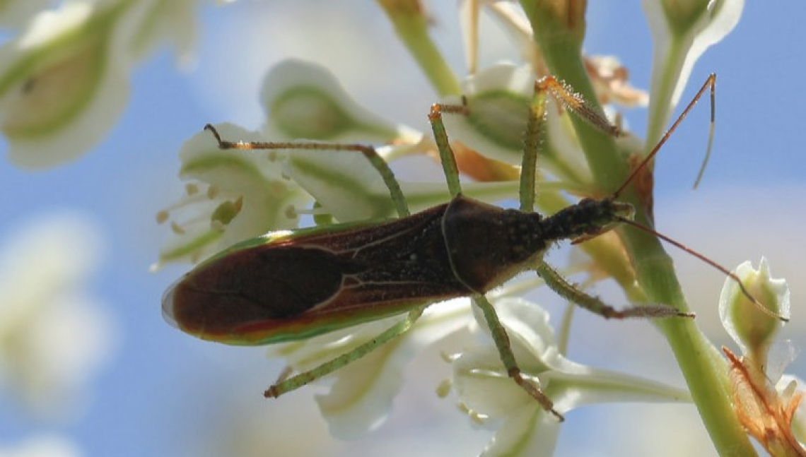Zelus renardii contro Philaenus spumarius per difendersi da Xylella fastidiosa