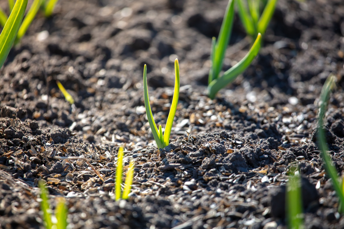 Prezzi delle derrate agricole mondiali alle stelle