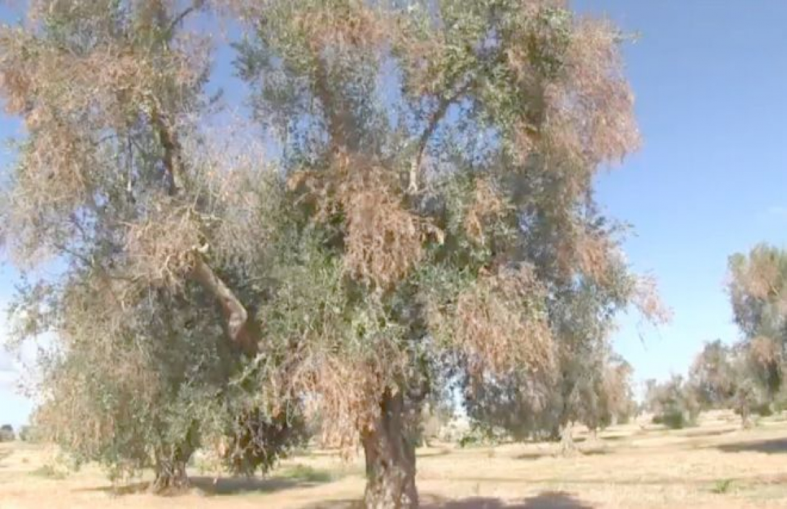 L'affaire Xylella non interessa più a nessuno, perchè?