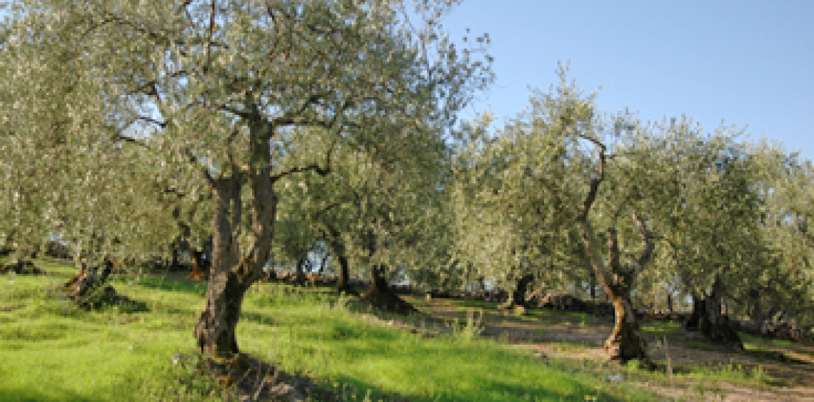 100 euro ad ettaro: l'aiuto accoppiato serve agli olivicoltori italiani?