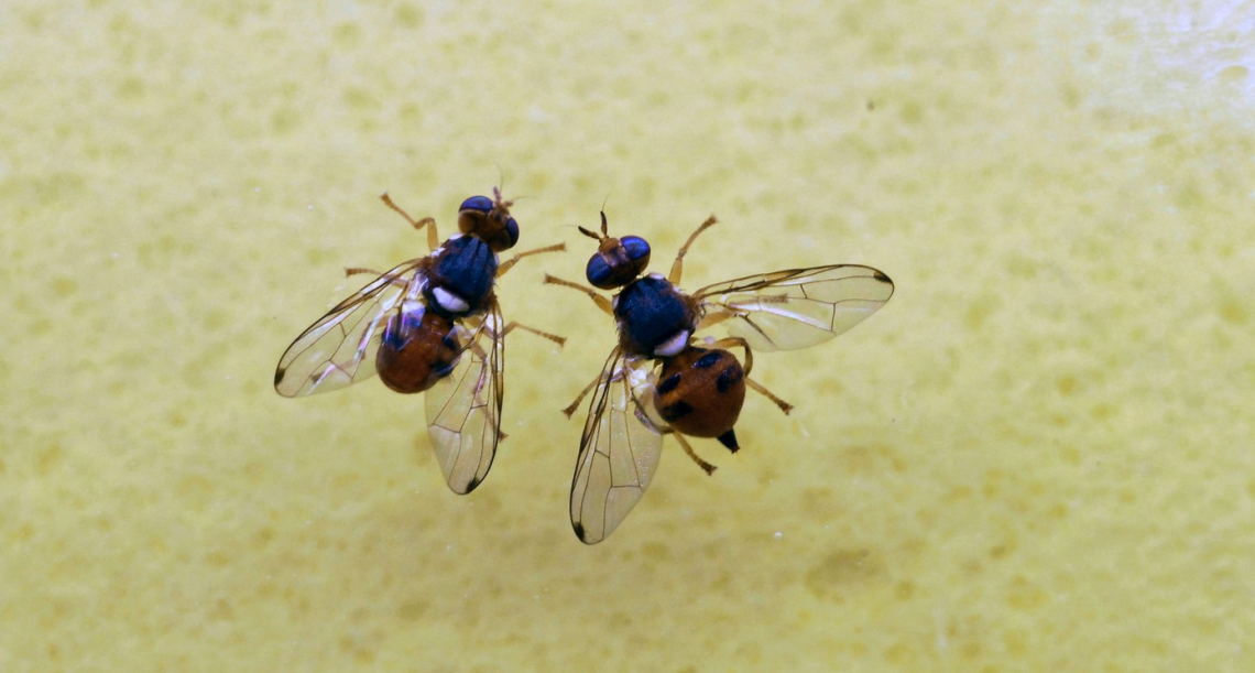 Addio al Phosmet contro tignola e mosca delle olive: utilizzabile fino al 1 novembre 2022