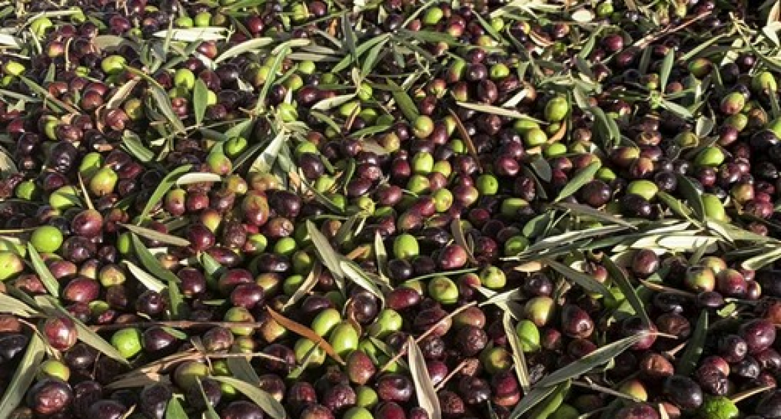 A gennaio prodotte oltre 30 mila tonnellate di olio extra vergine di oliva italiano