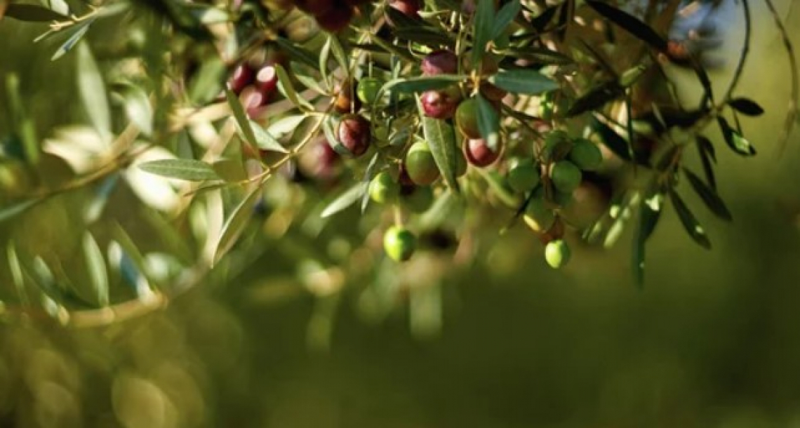 La potatura meccanica degli olivi in impianti intensivi e gli effetti sulla produzione nel lungo periodo