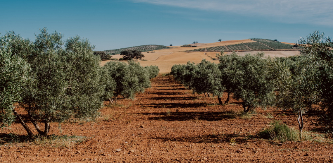 Distanze di impianto ottimali per la massima produttività dell'oliveto
