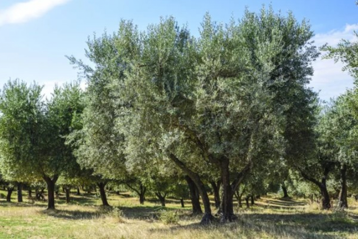 L'utilizzo di digestato nell'oliveto, tra fertilità e sostenibilità