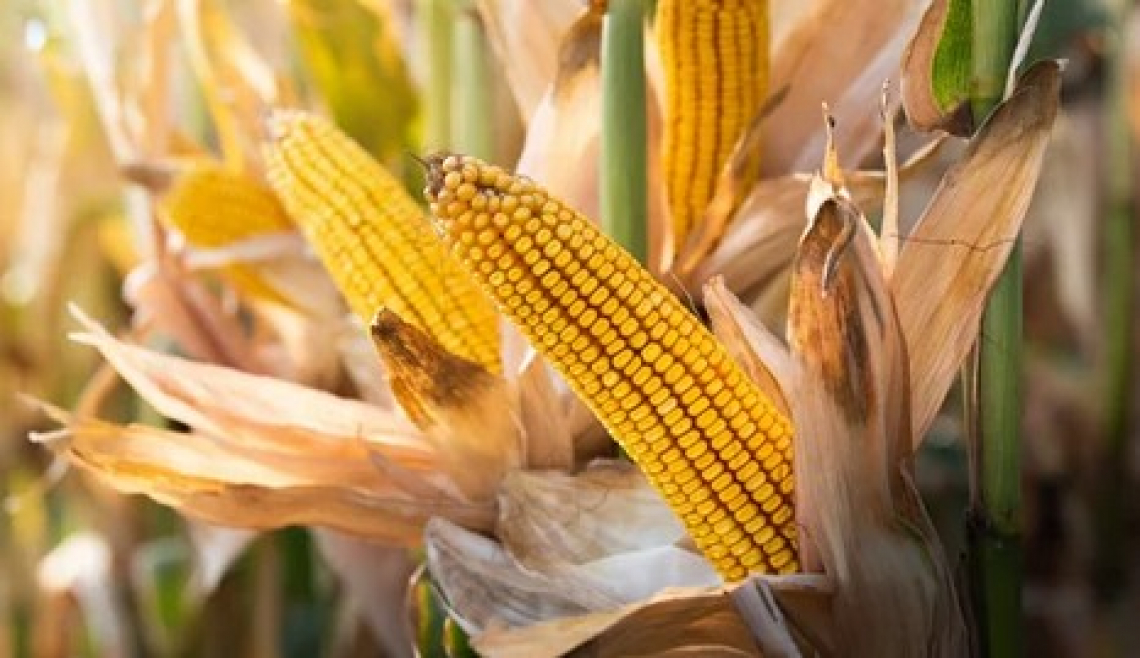 Prezzi del mais alle stelle: allevatori italiani già allo stremo