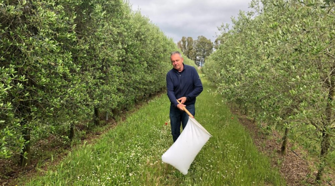 Controllare i vettori di Xylella fastidiosa aumentando la biodiversità