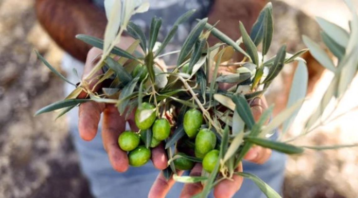 L'esposizione al rumore nella meccanizzazione della raccolta delle olive