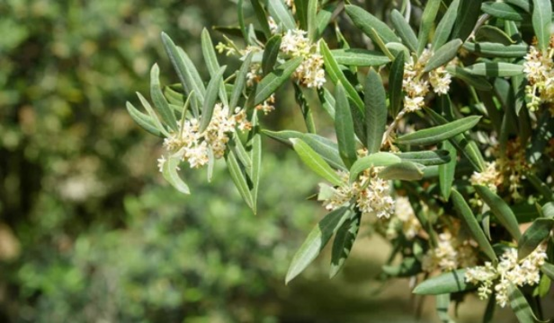 L'importanza di acqua, azoto, calcio, zinco e boro sulla fioritura e produttività dell'olivo