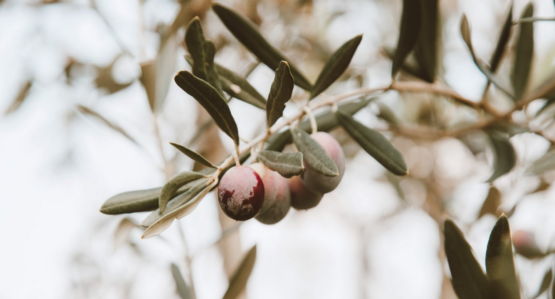 L'allegagione delle olive in risposta a diversi sistemi di potatura