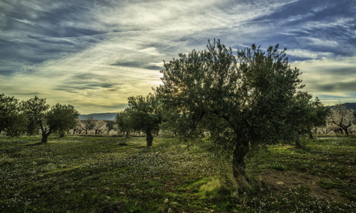 Differente gestione dell'oliveto inerbito in collina e in pianura