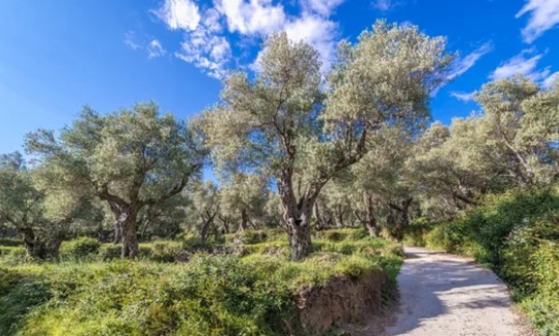 Inerbire l'olivo con specie aromatiche: una scelta possibile e conveniente