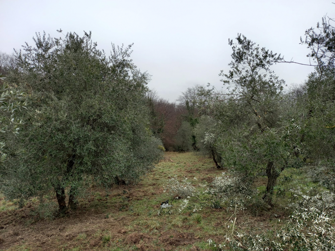 Gestire correttamente la potatura di riforma dell'olivo