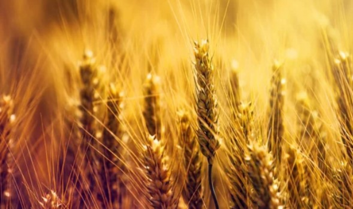 Nessun allarme per le scorte alimentari nell'Unione europea