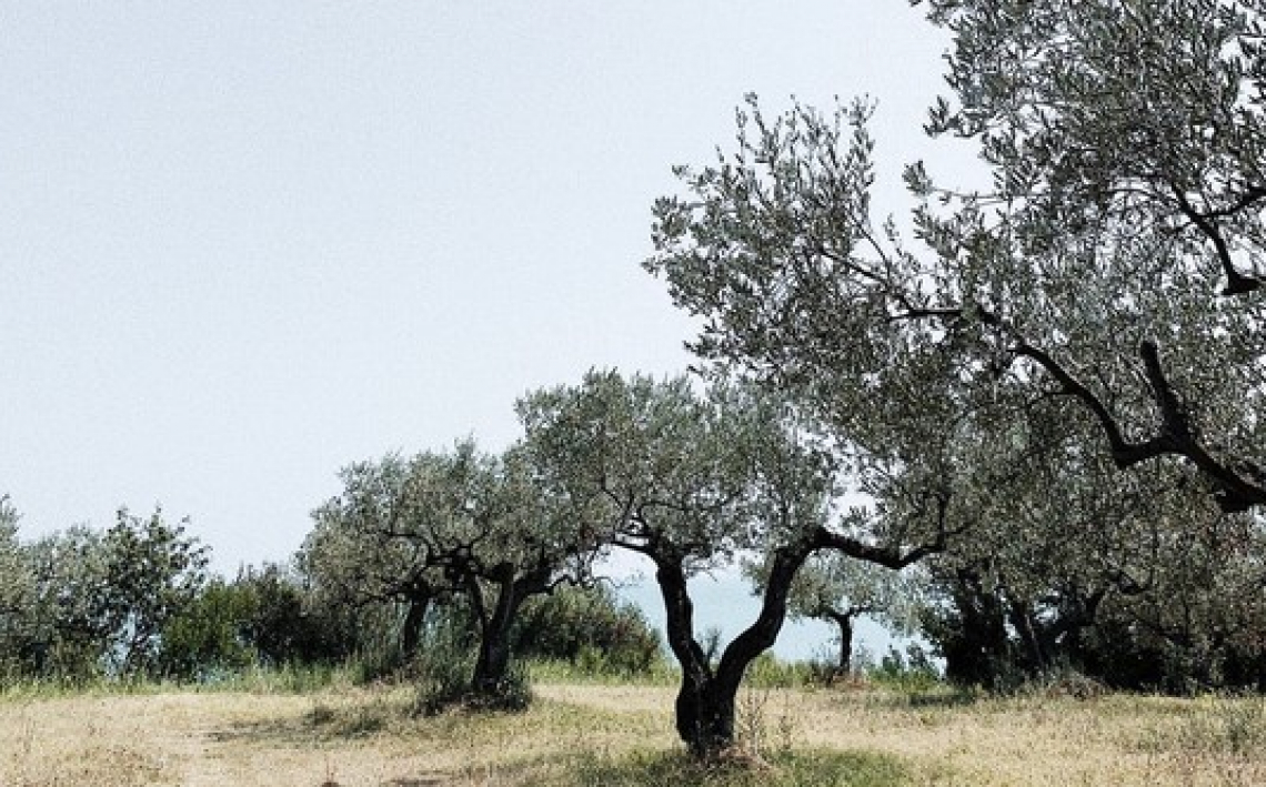 L'irrigazione per l'olivo è necessaria anche in climi umidi