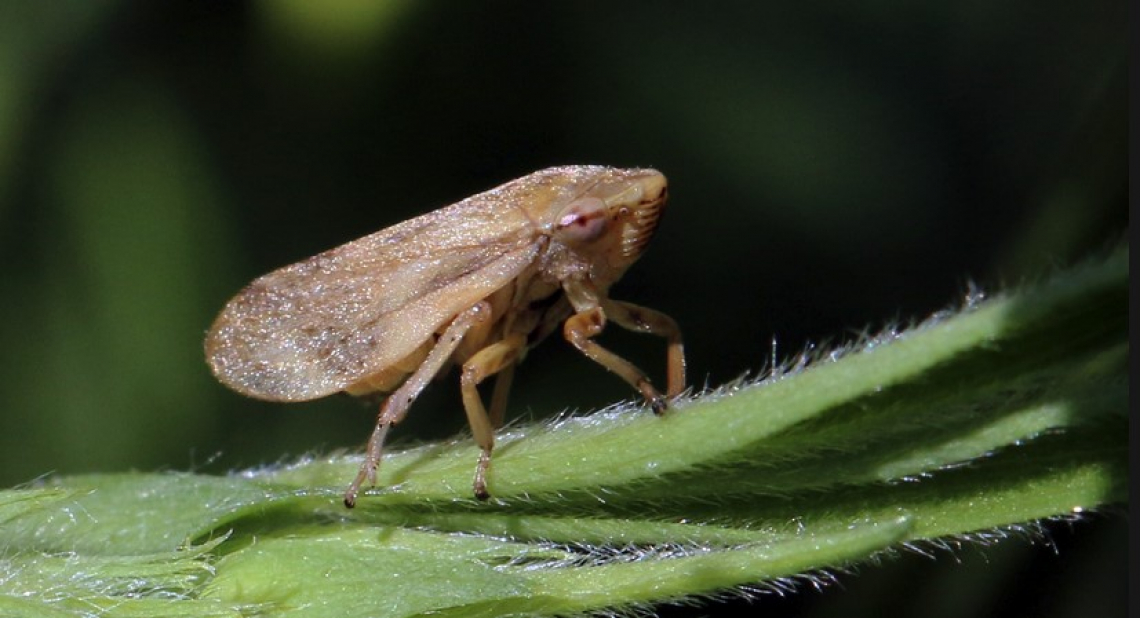 L'importanza delle aree naturali intorno agli oliveti nella diffusione di Xylella fastidiosa