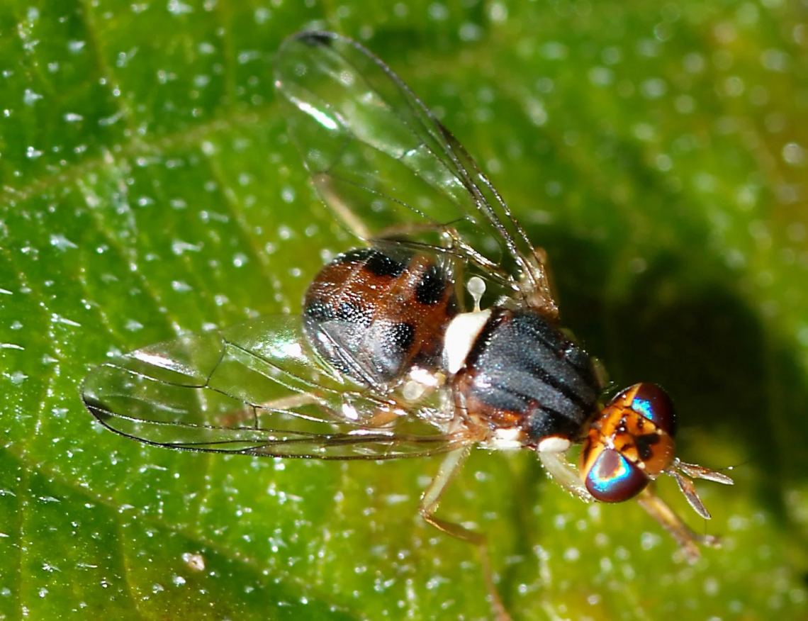 I profili volatili e fenolici degli oli ottenuti dai frutti infestati da mosca delle olive