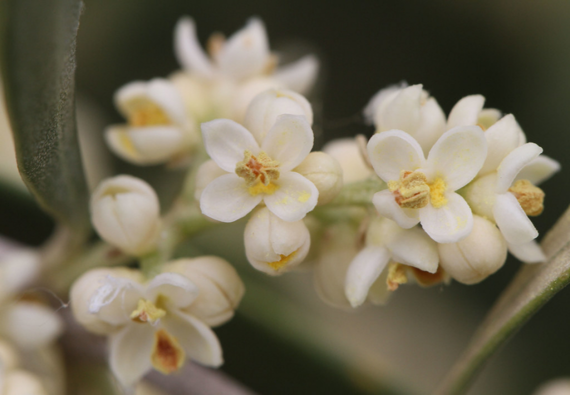 L'importanza del selenio sul polline e sulla fioritura dell'olivo