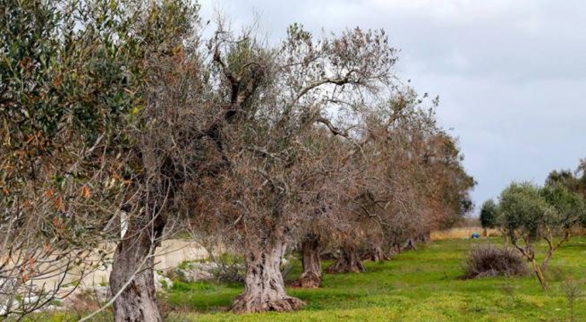Marze da olivi monumentali per difendersi da Xylella fastiosa