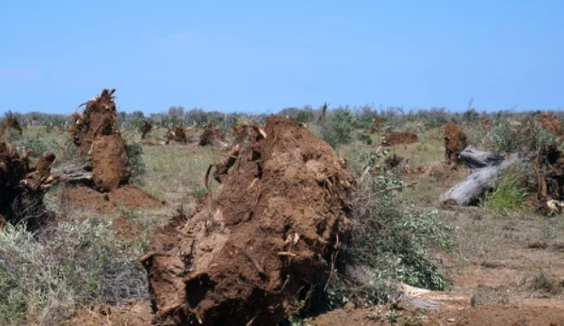 Giudizio positivo sul piano di azione 2022 su Xylella della Puglia