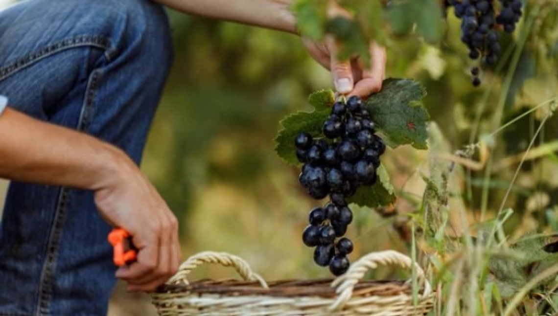 Lorenzo Cesconi è il nuovo Presidente dei Vignaioli Indipendenti