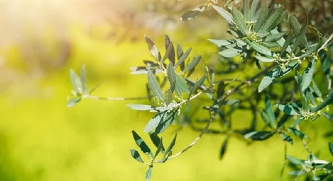 Posticipata la scadenza del bando per i 30 milioni per i nuovi impianti olivicoli
