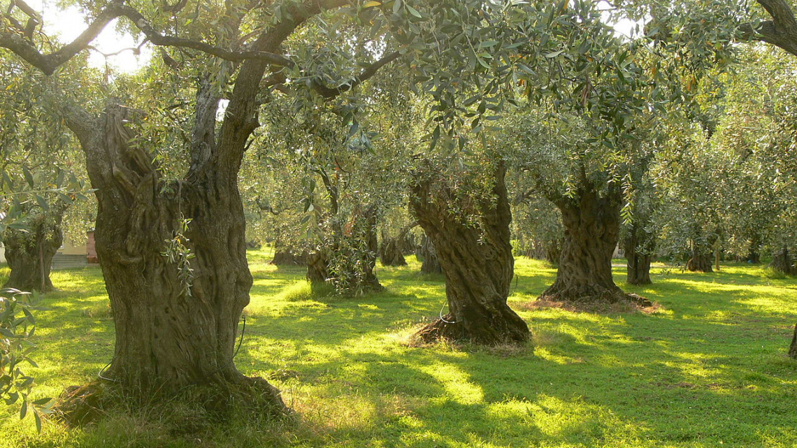 L'uso del boro per aumentare la produttività degli oliveti