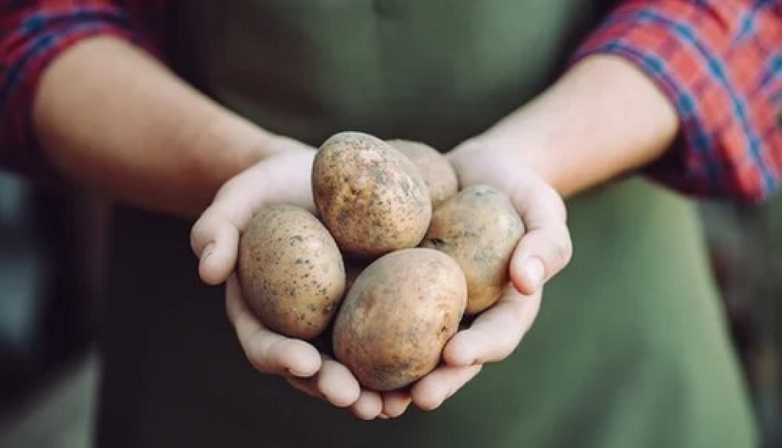 La patata non ha più segreti: decodificato il suo DNA