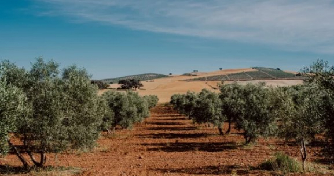 La non lavorazione del suolo dell'oliveto è sempre conveniente?