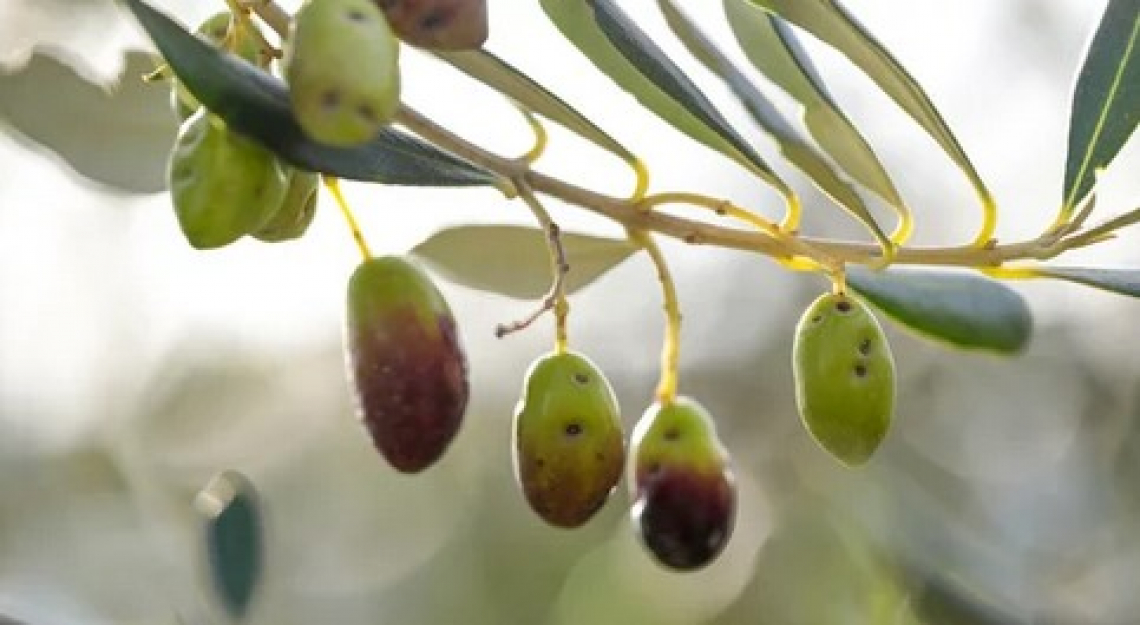 Nano-biopesticidi naturali contro la mosca delle olive
