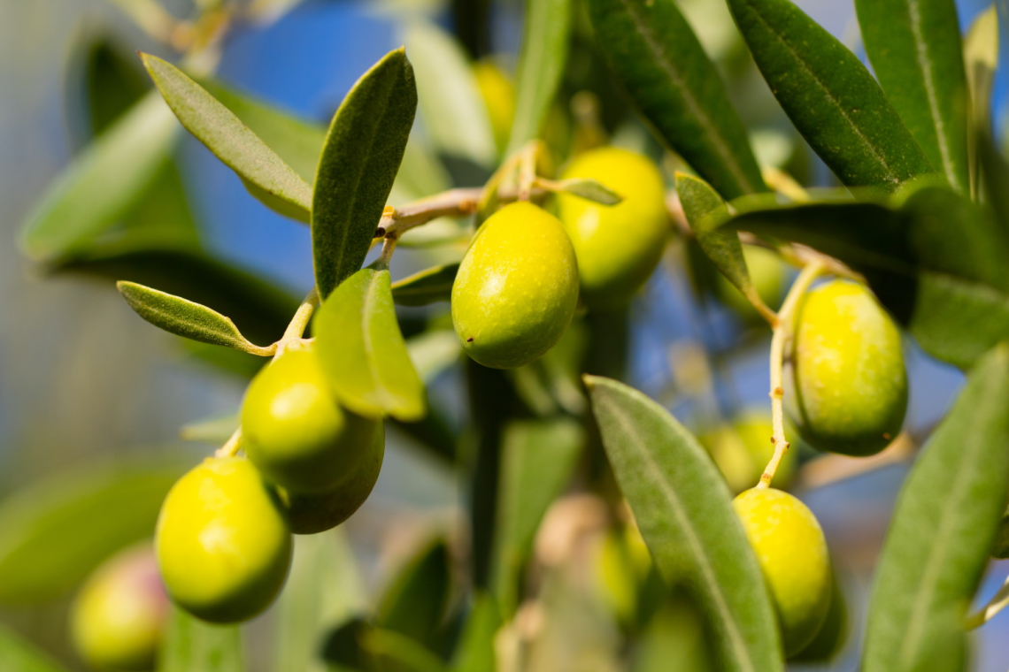L'influenza, non sempre positiva, della luce sulle caratteristiche delle olive e la qualità dell'olio