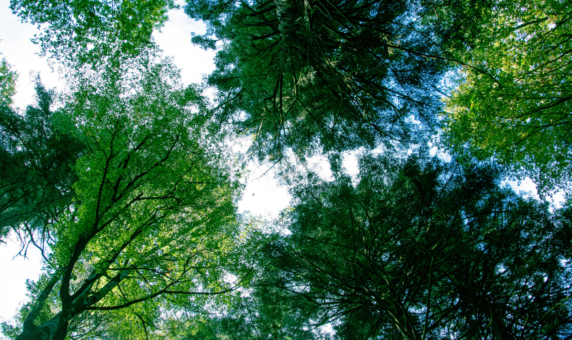 Dalle aziende agroforestali i crediti di carbonio  per contrastare il cambiamento climatico