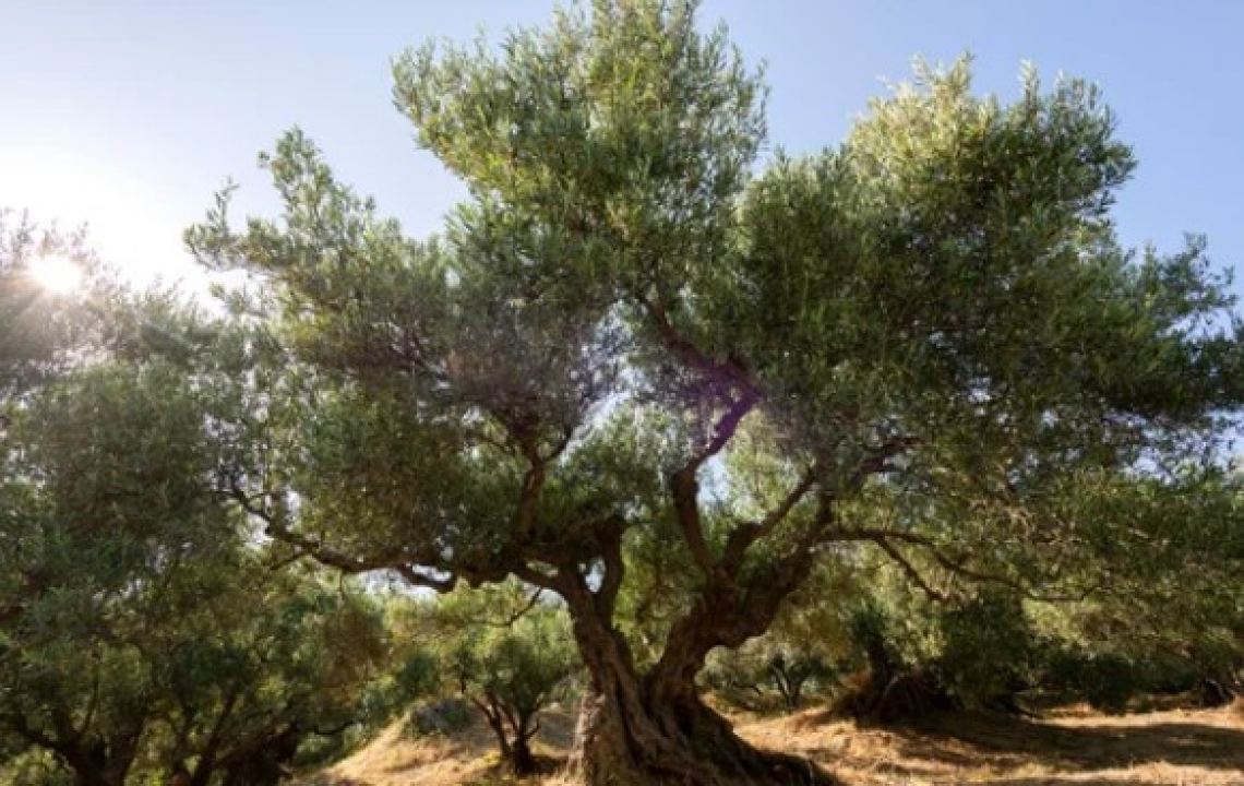 La penisola di Crimea ha un'antica tradizione olivicola