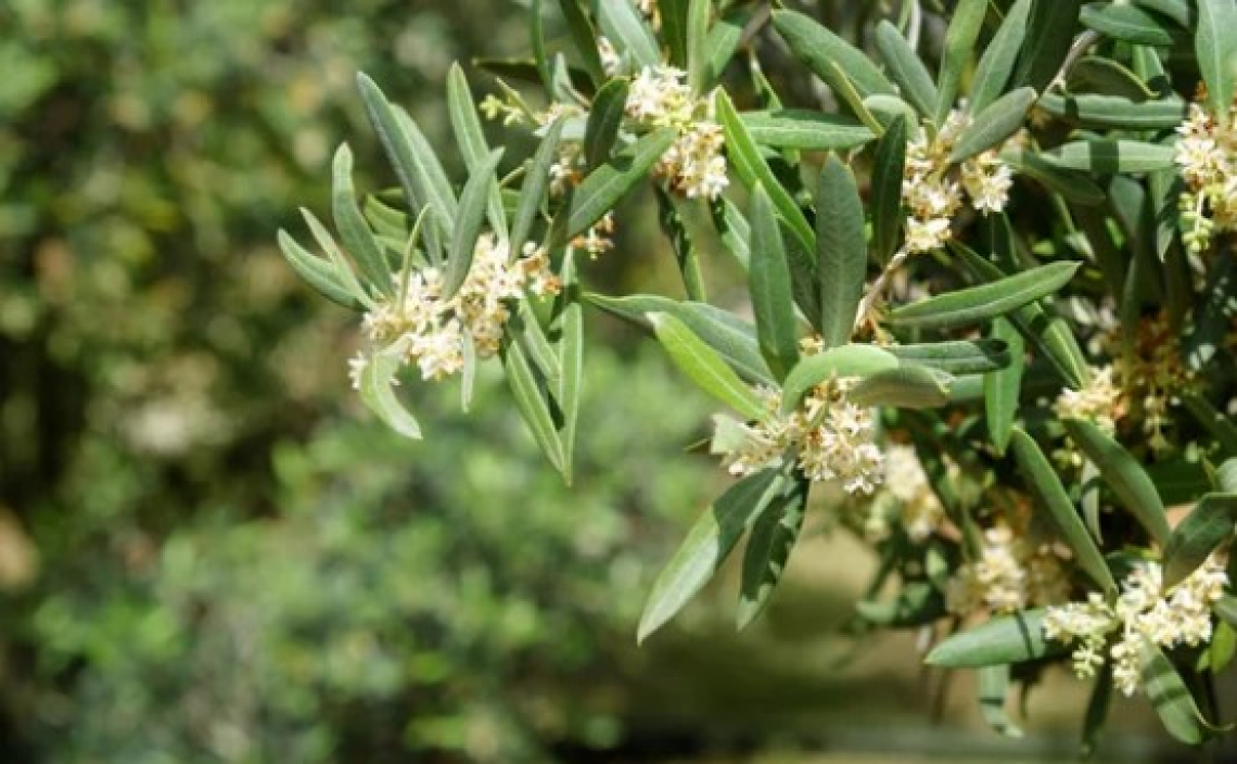 Quanto freddo è necessario all'olivo per fruttificare al meglio