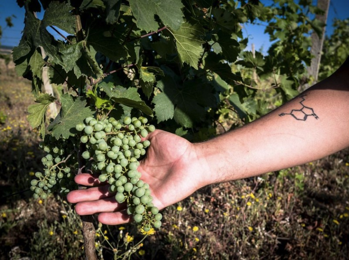 Sana Slow Wine Fair: occasione irripetibile per assaggiare vini italiani e dal mondo