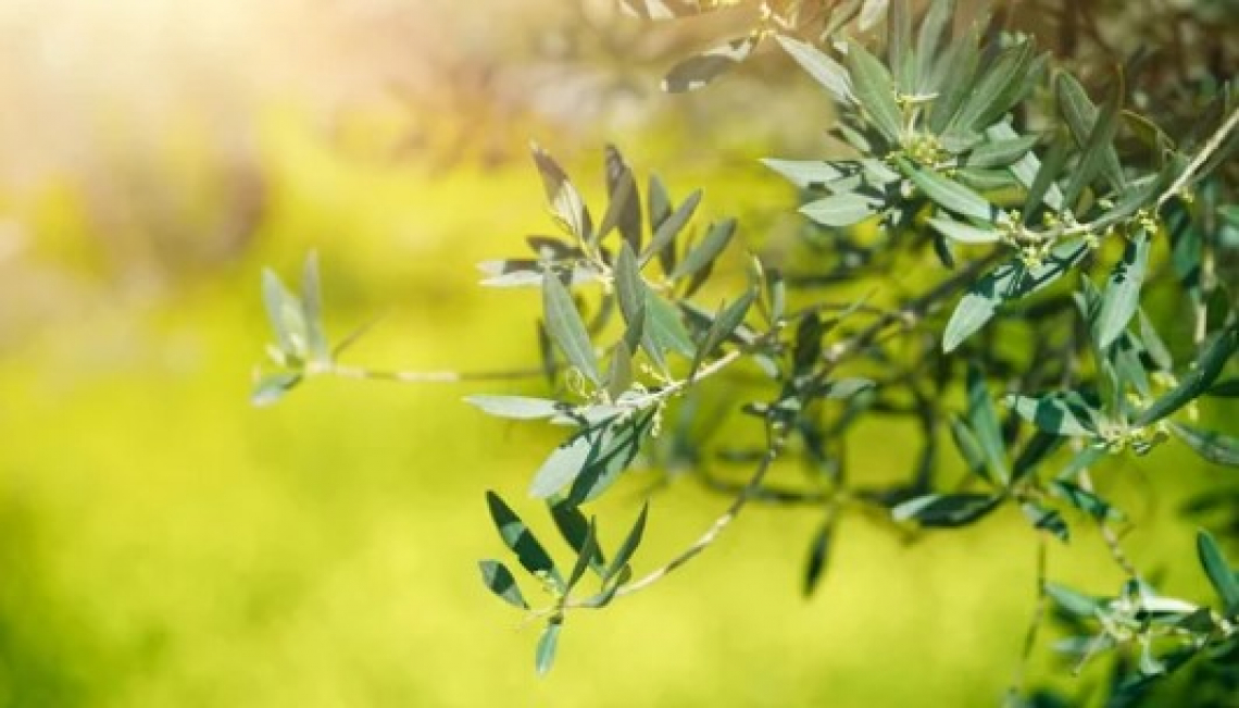 Usare il compost per fertilizzare l'olivo: nessun effetto sulla disponibilità di azoto