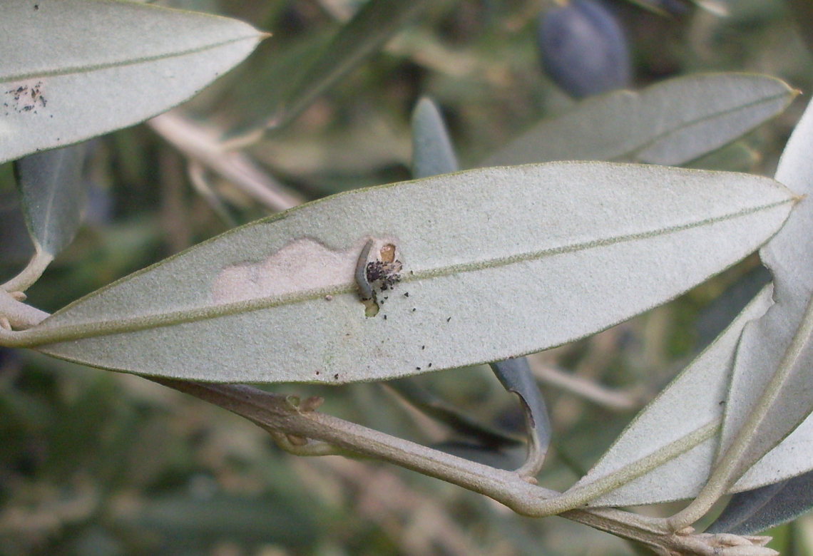 Piretrine, Bacillus thuringiensis o insetticidi di sintesi contro la tignola delle olive